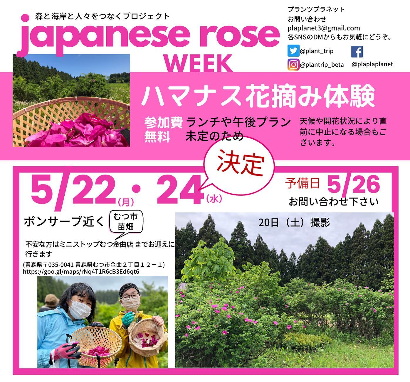 Japanese rose week ハマナス花摘み体験＜レポート＞ – plantsplanet プランツプラネット